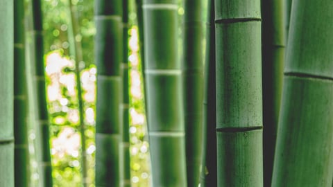 Tall green bamboo stalks growing in a grove