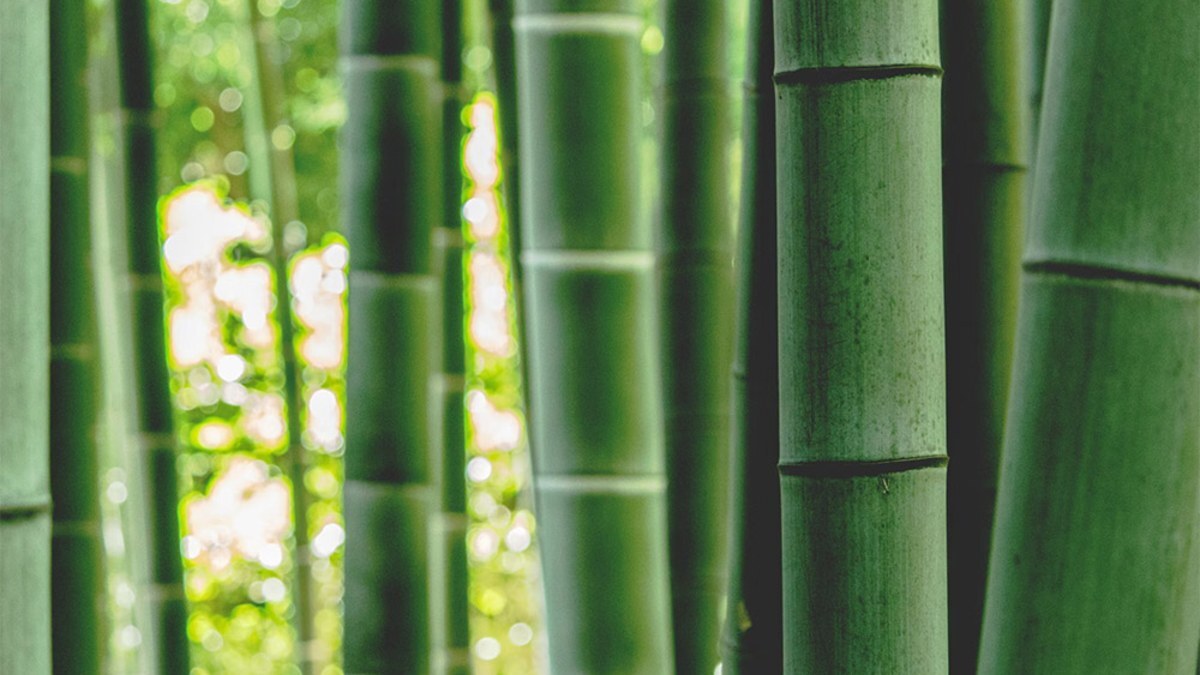 Tall green bamboo stalks growing in a grove